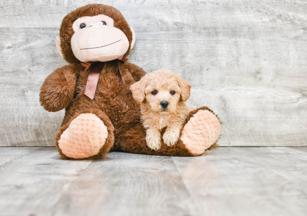 Popular Havanese Purebred Pup