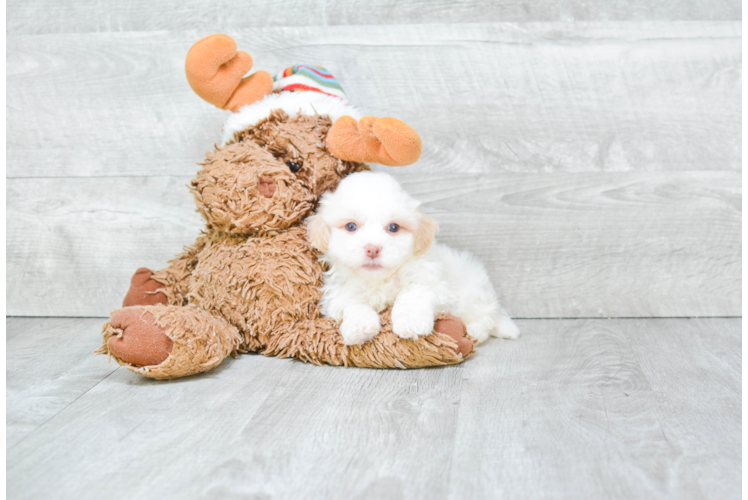 Happy Havanese Purebred Puppy