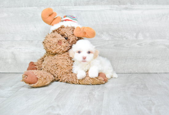 Happy Havanese Purebred Puppy