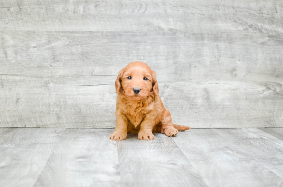 Hypoallergenic Golden Retriever Poodle Mix Puppy