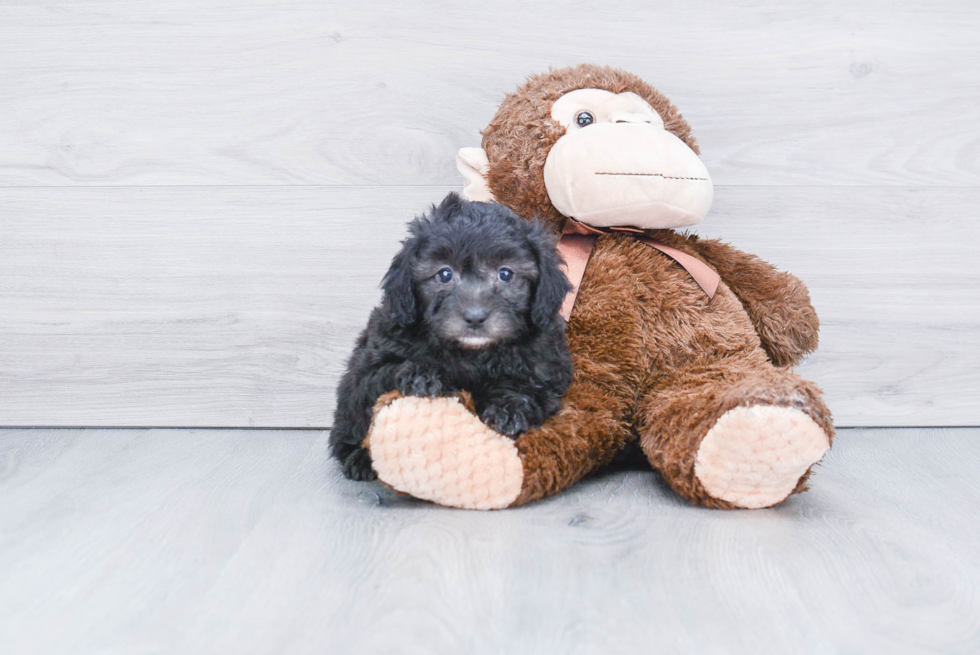 Playful Aussiepoo Poodle Mix Puppy