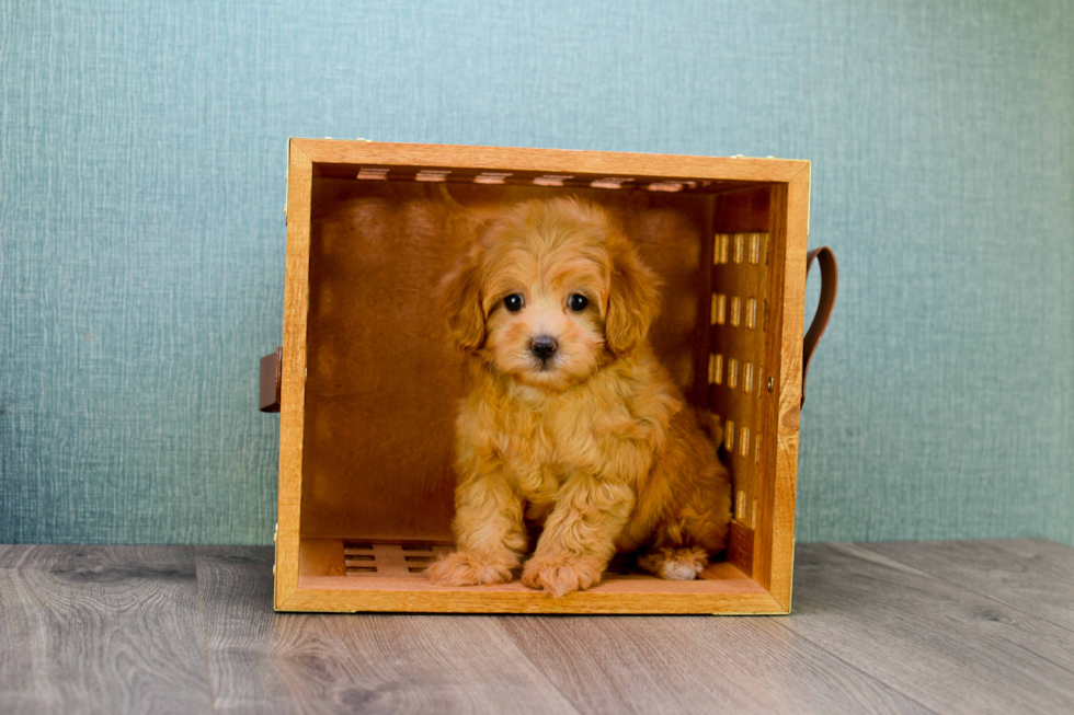 Best Cavapoo Baby