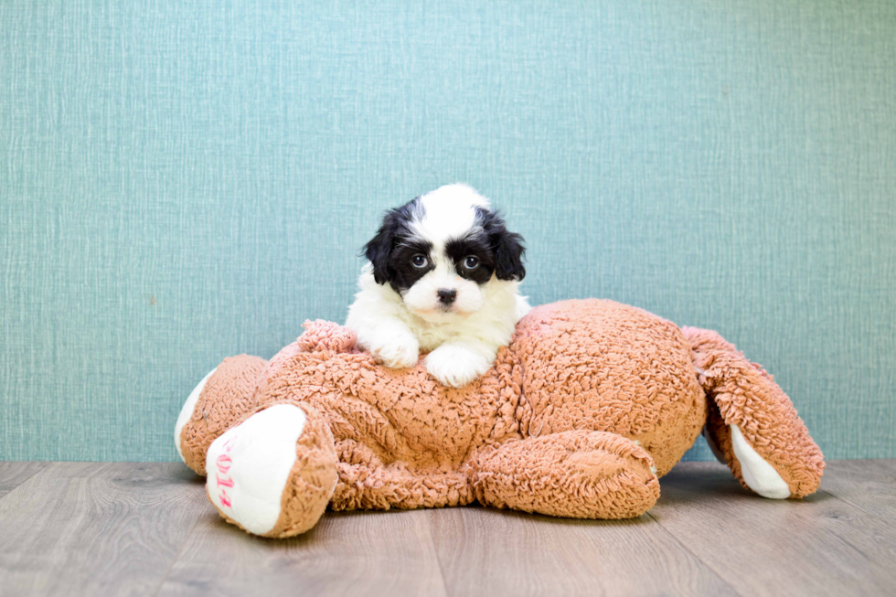 Smart Teddy Bear Designer Pup