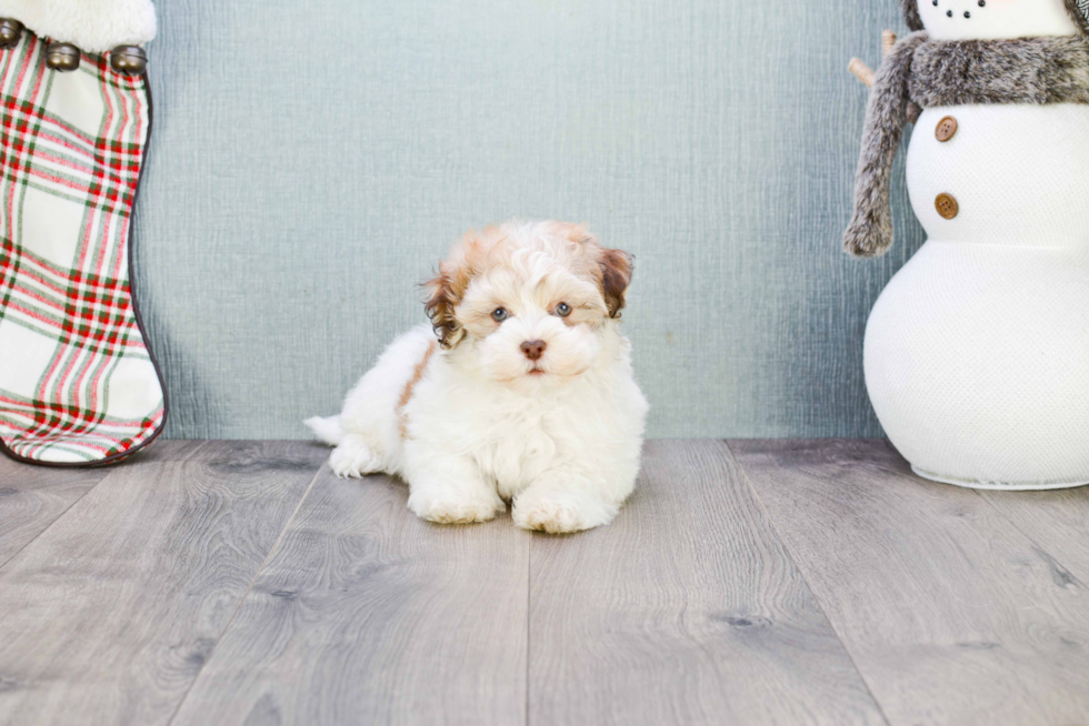 Havanese Puppy for Adoption