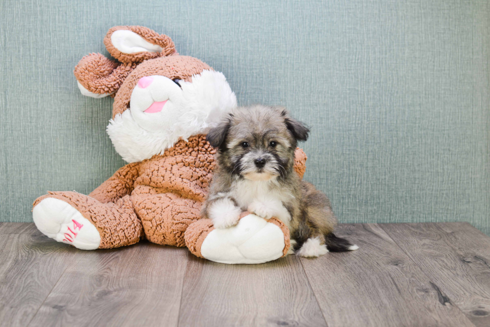 Havanese Puppy for Adoption