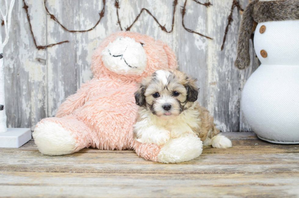 Teddy Bear Puppy for Adoption