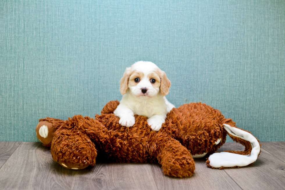 Cavachon Puppy for Adoption