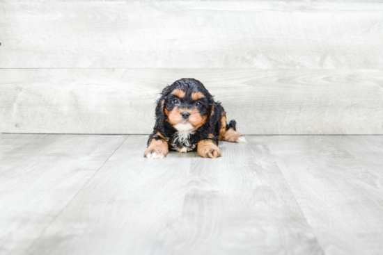 Hypoallergenic Cavoodle Poodle Mix Puppy