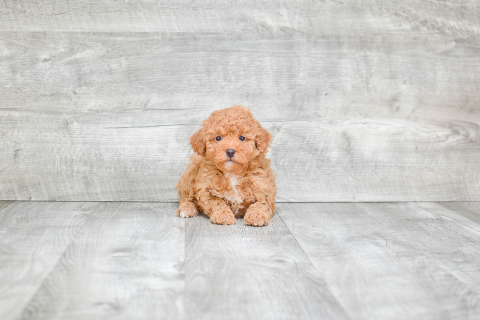 Poodle Puppy for Adoption