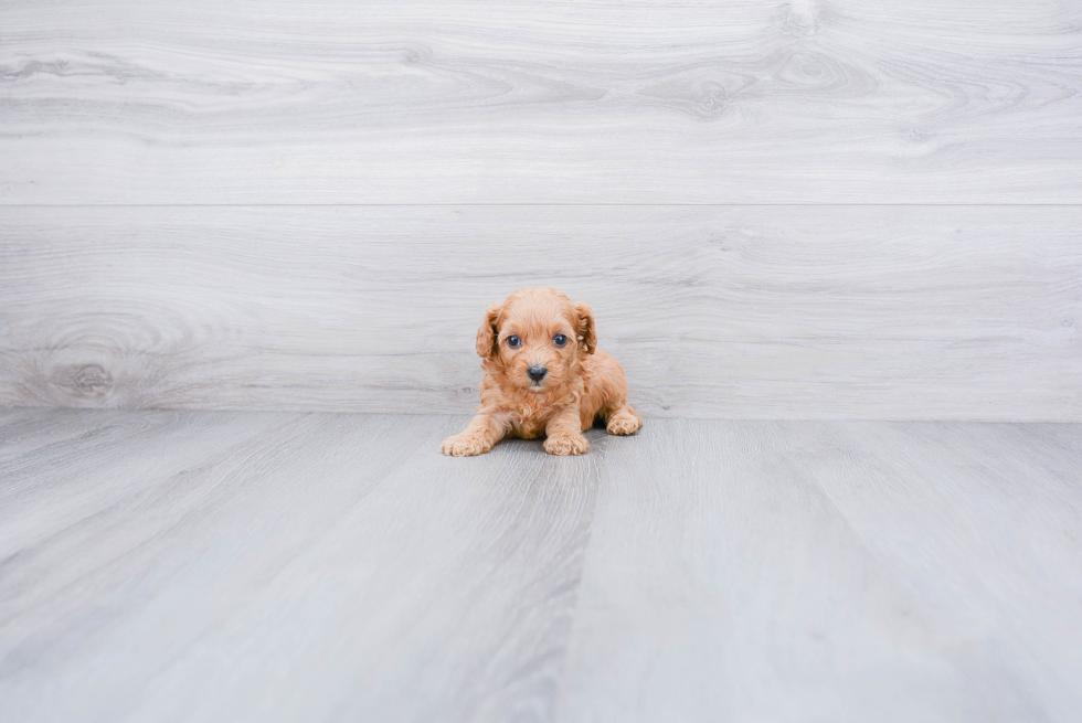 Energetic Cavoodle Poodle Mix Puppy