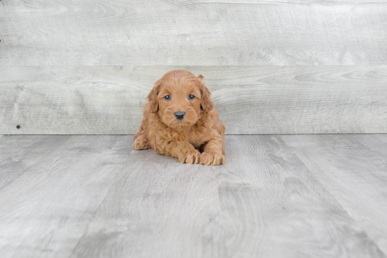 Best Mini Goldendoodle Baby