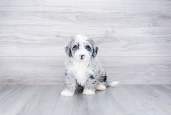 Friendly Mini Bernedoodle Baby