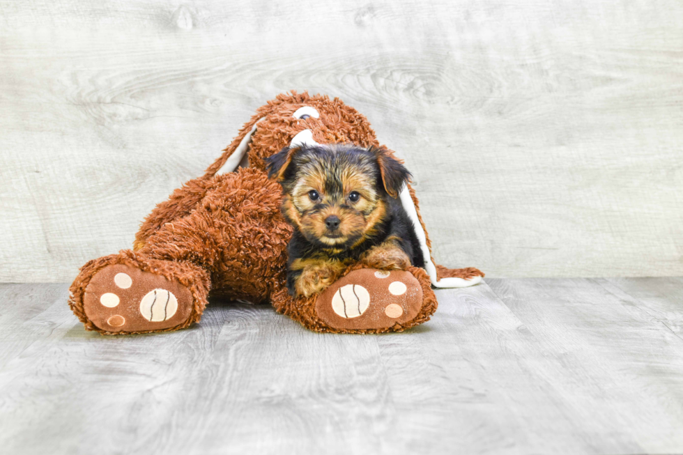 Meet Lisa - our Yorkshire Terrier Puppy Photo 