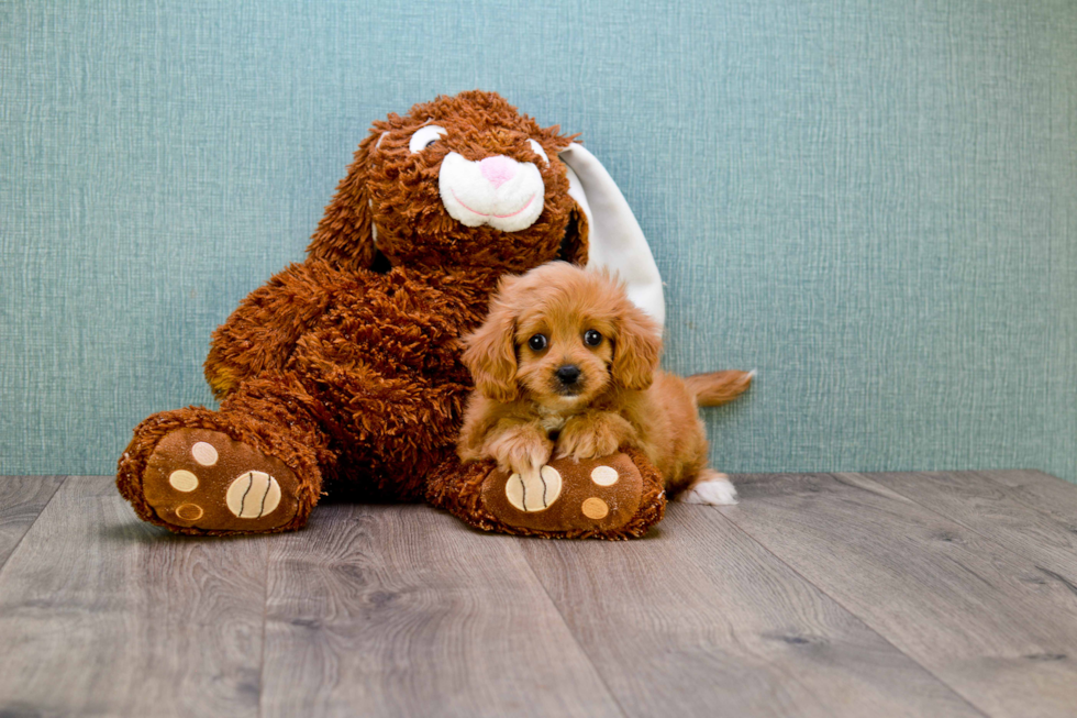 Best Cavapoo Baby