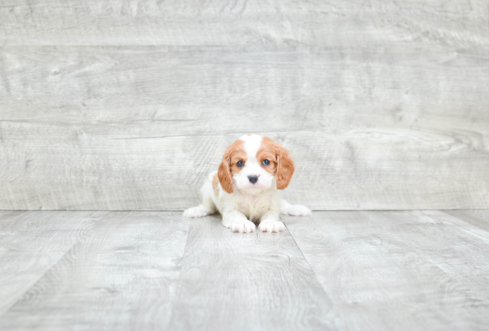 Happy Cavalier King Charles Spaniel Purebred Puppy