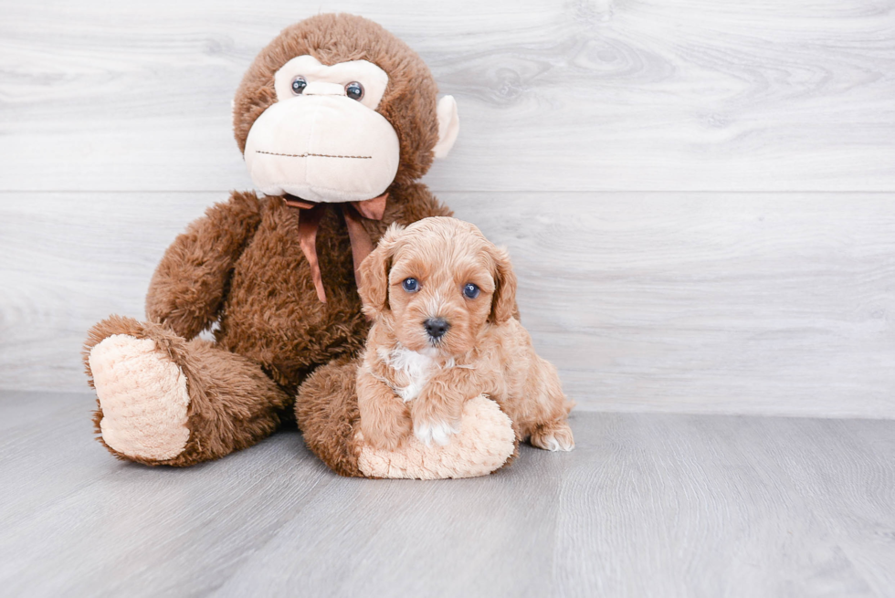 Happy Cavapoo Baby