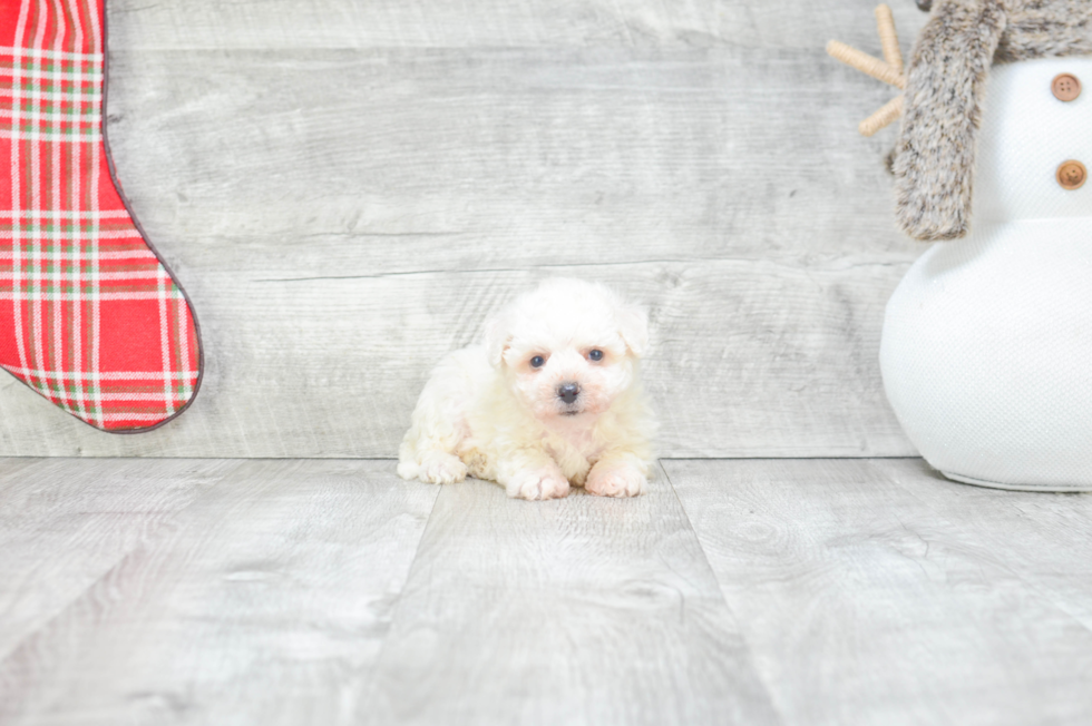 Popular Bichon Frise Purebred Pup