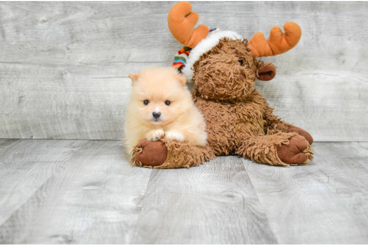 Fluffy Pomeranian Purebred Puppy