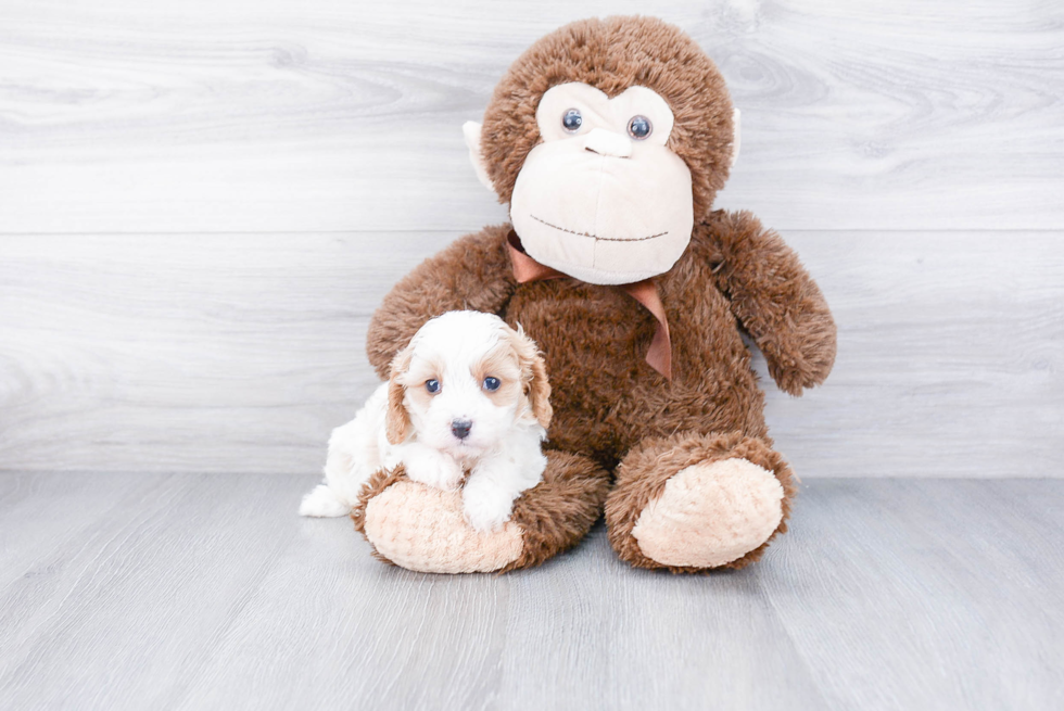 Petite Cavapoo Poodle Mix Pup