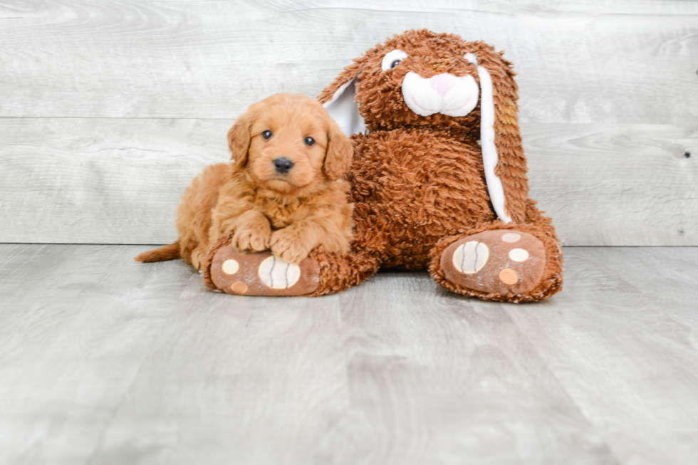 Mini Goldendoodle Pup Being Cute