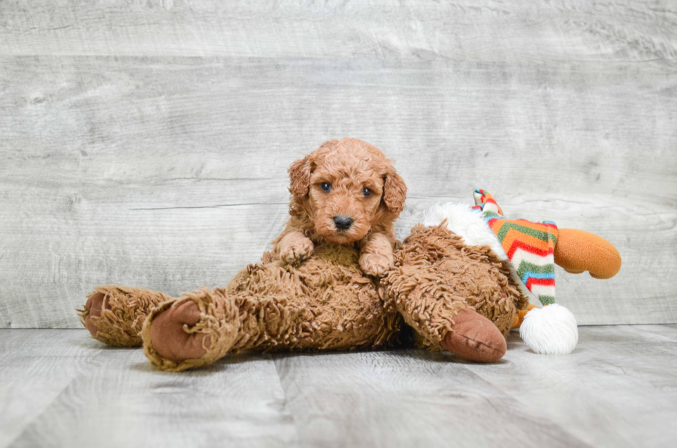 Adorable Golden Retriever Poodle Mix Puppy