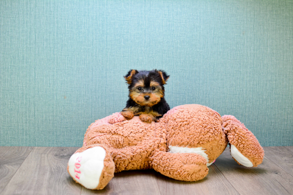 Meet Twinkle - our Yorkshire Terrier Puppy Photo 