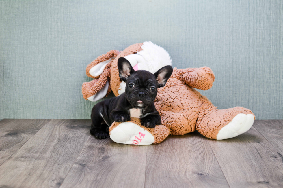 Adorable Frenchie Purebred Puppy