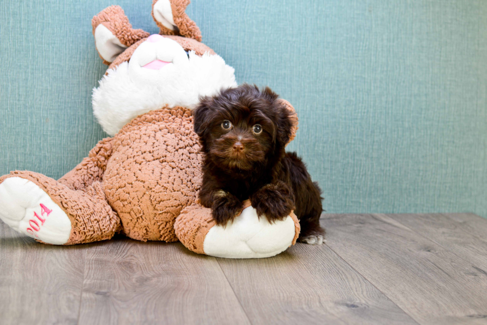 Playful Havanese Purebred Pup