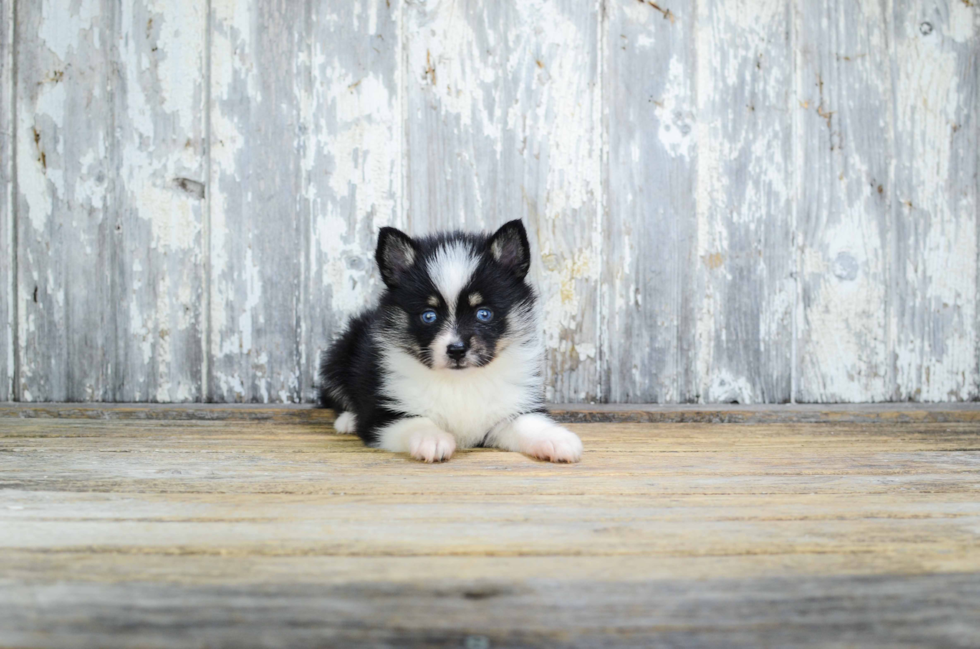 Petite Pomsky Designer Pup