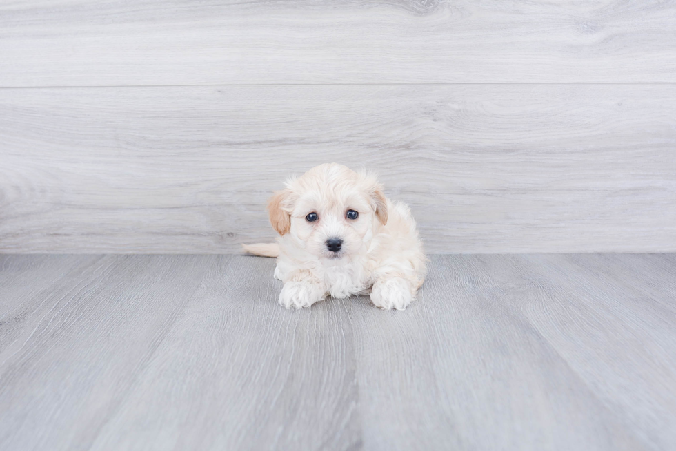 Adorable Maltese Poodle Poodle Mix Puppy