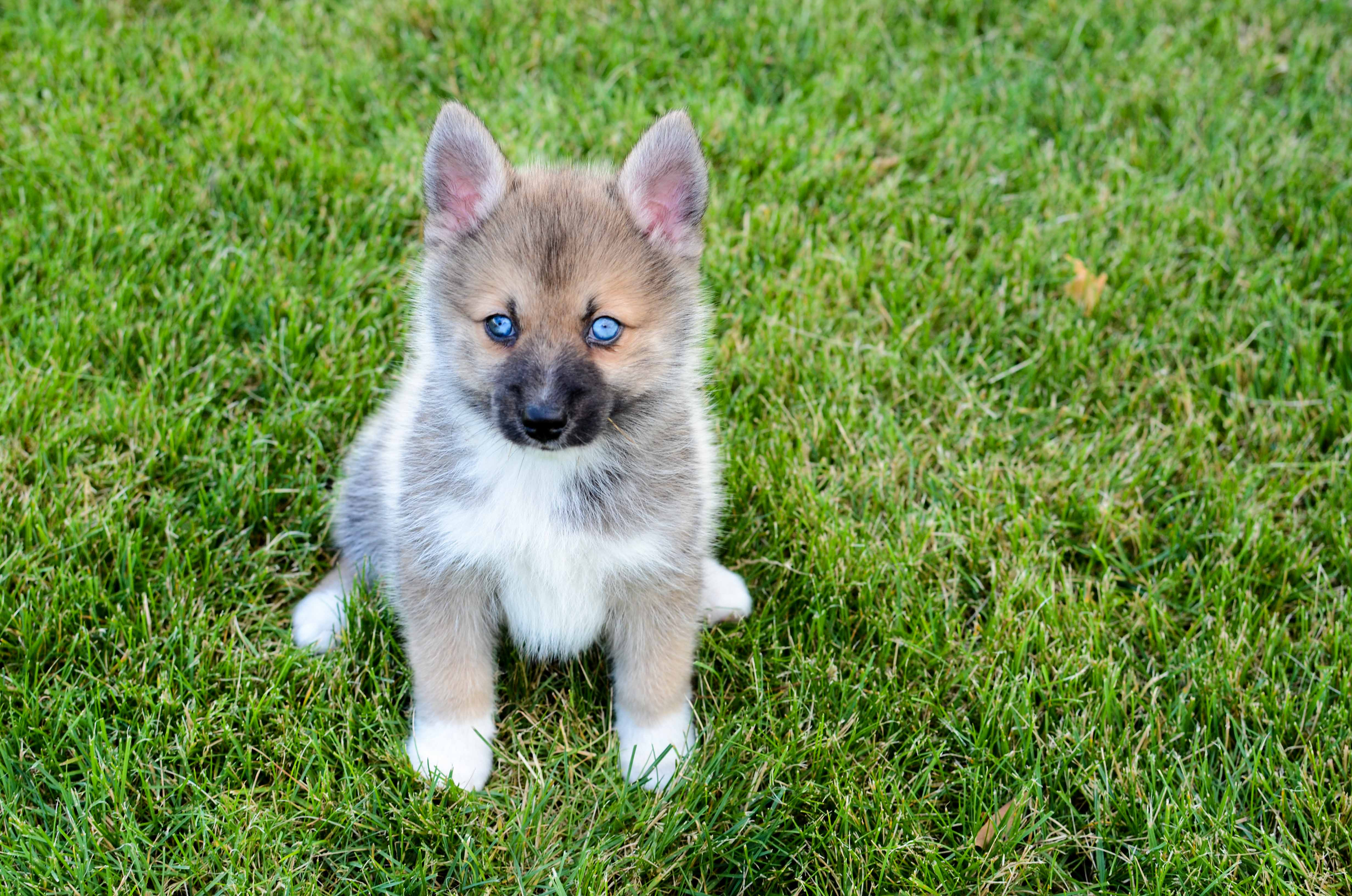 Adorable Mini Husky Designer Puppy