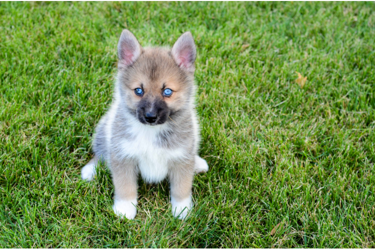 Adorable Mini Husky Designer Puppy