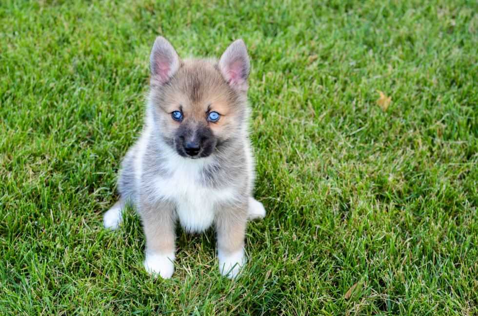 Adorable Mini Husky Designer Puppy