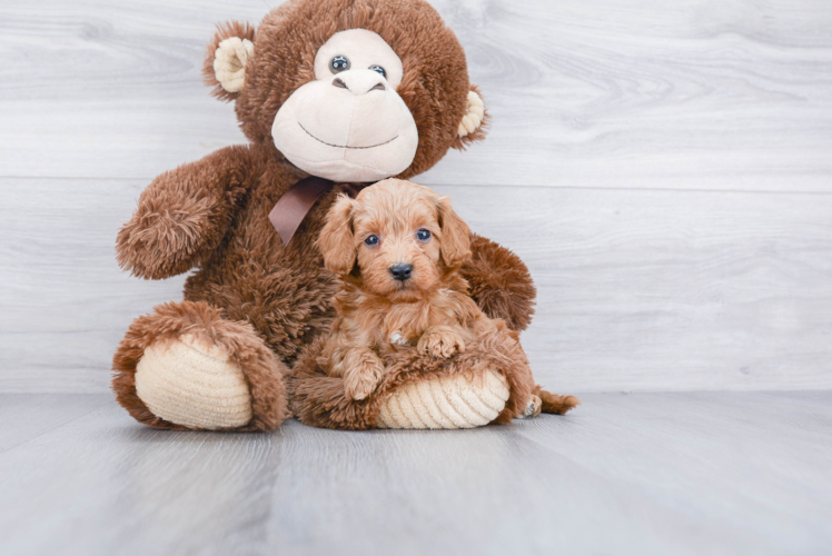 Popular Cavapoo Poodle Mix Pup