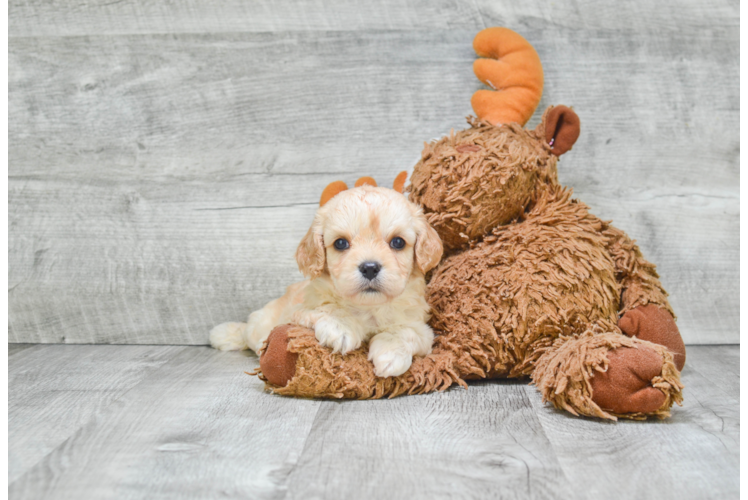 Popular Cavachon Designer Pup