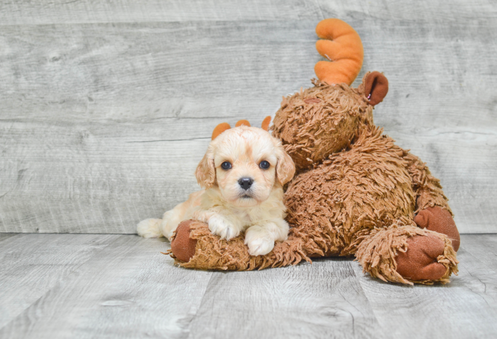 Popular Cavachon Designer Pup