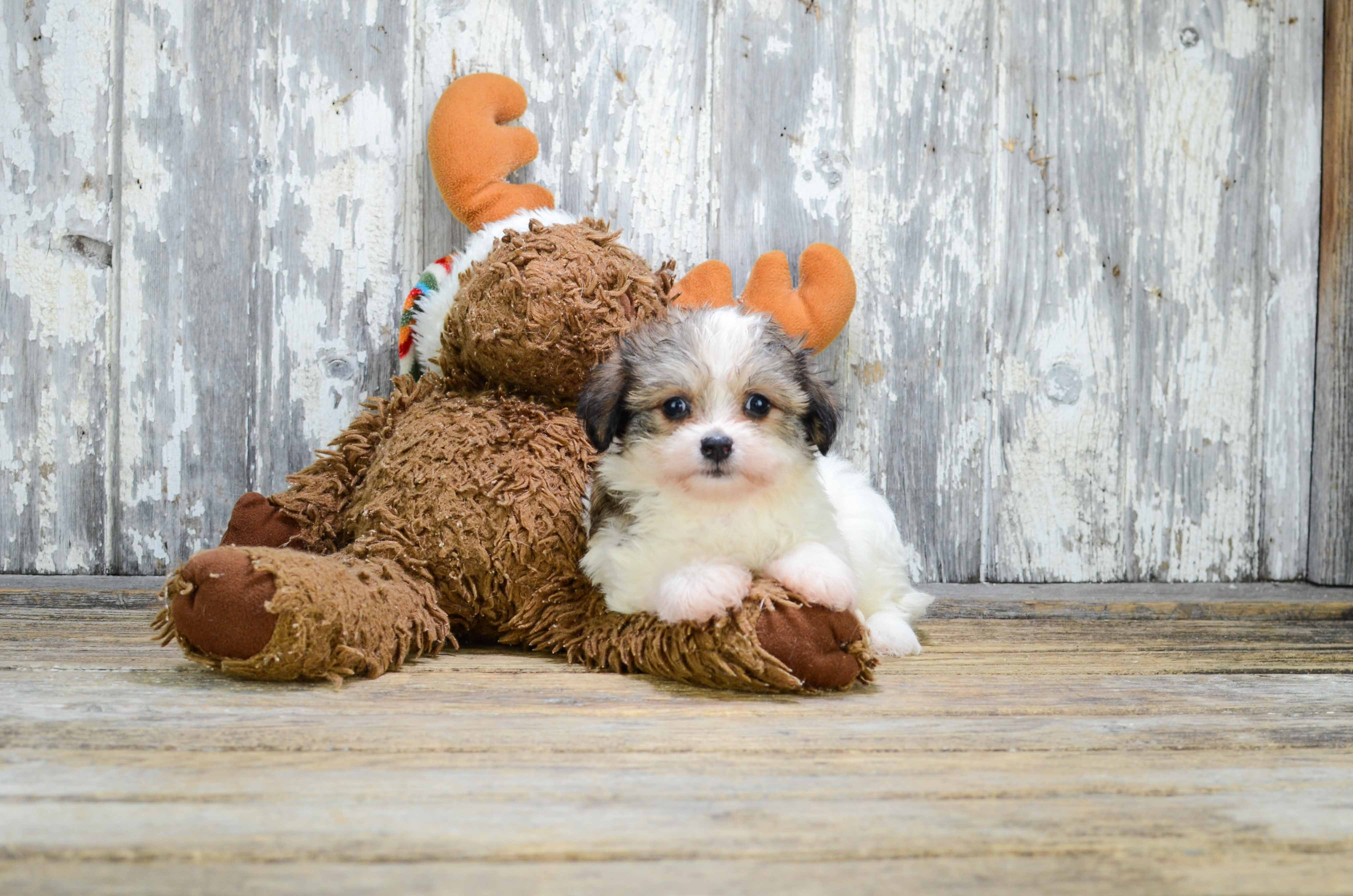 Funny Morkie Designer Pup