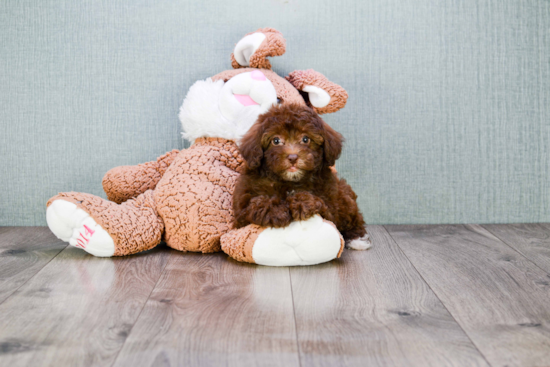 Best Cavapoo Baby