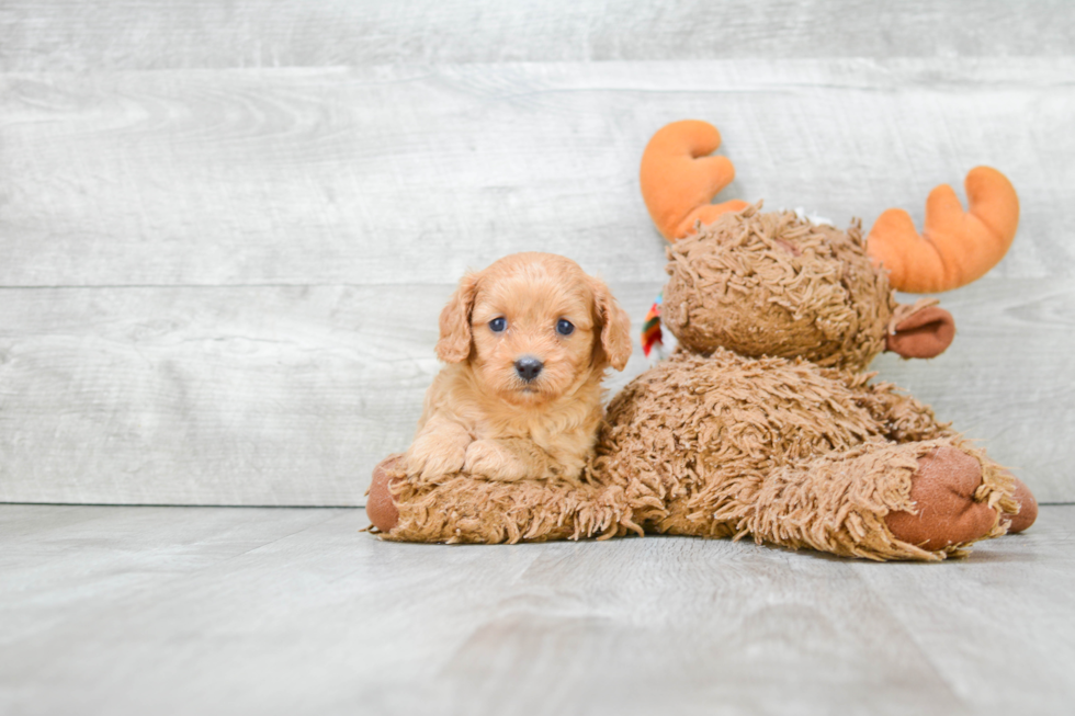 Happy Cavapoo Baby