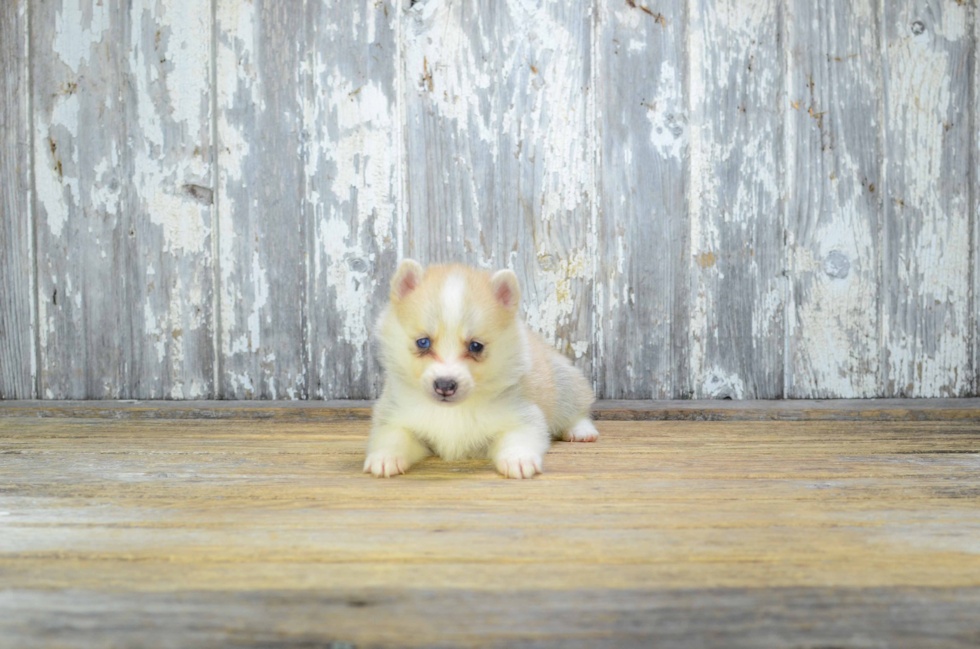 Fluffy Pomsky Designer Pup