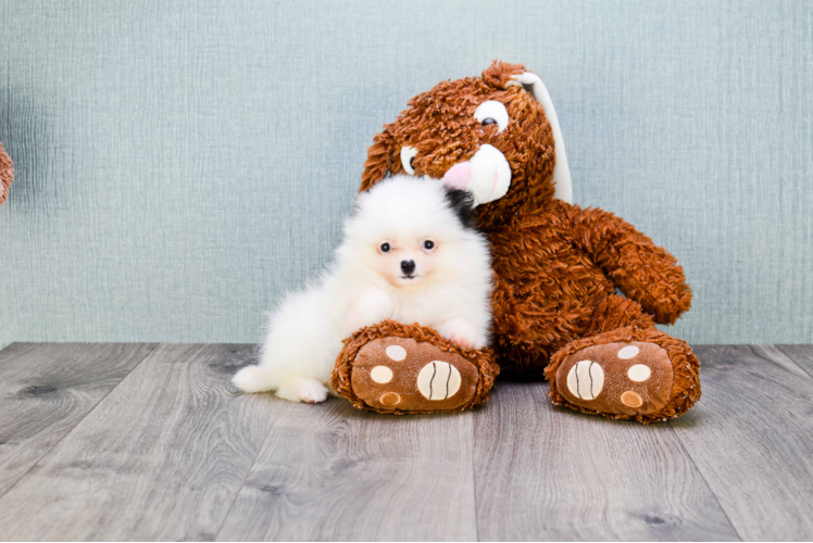 Hypoallergenic Pomeranian Purebred Pup