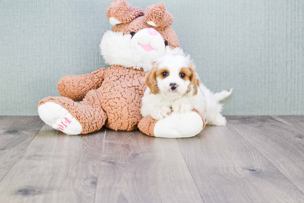 Best Cavapoo Baby