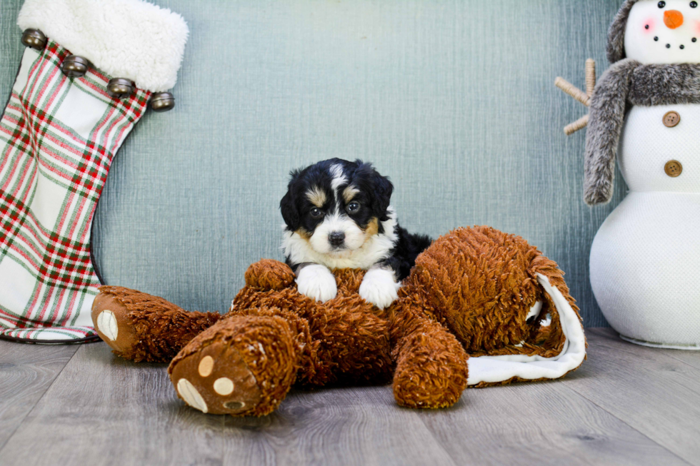 Happy Mini Aussiedoodle Baby