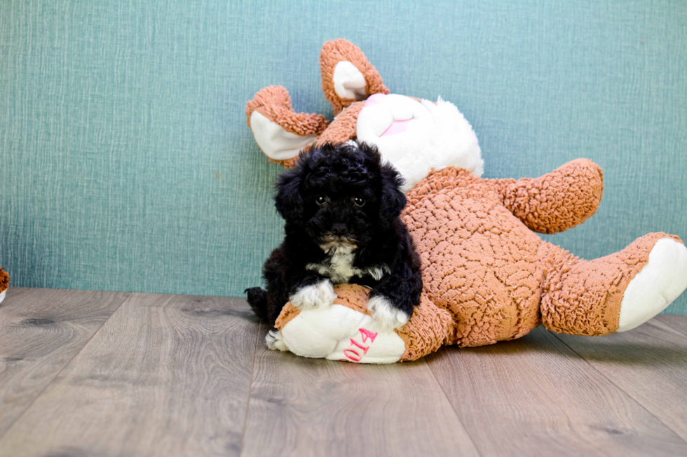 Cute Yorkie Poo Baby