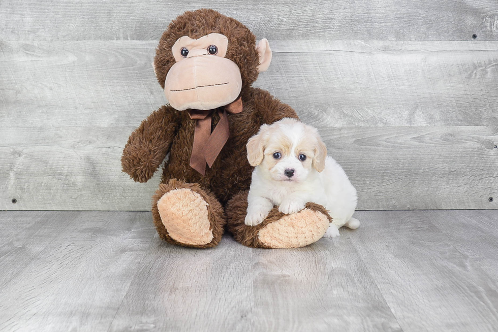 Cavachon Puppy for Adoption