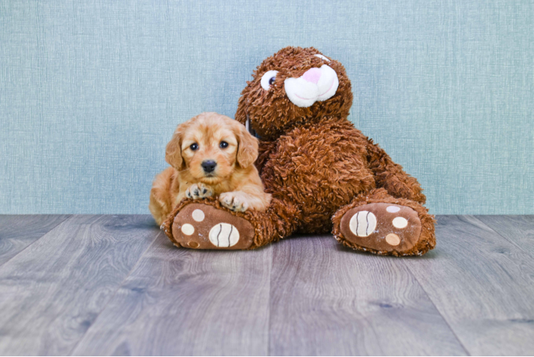 Mini Goldendoodle Pup Being Cute