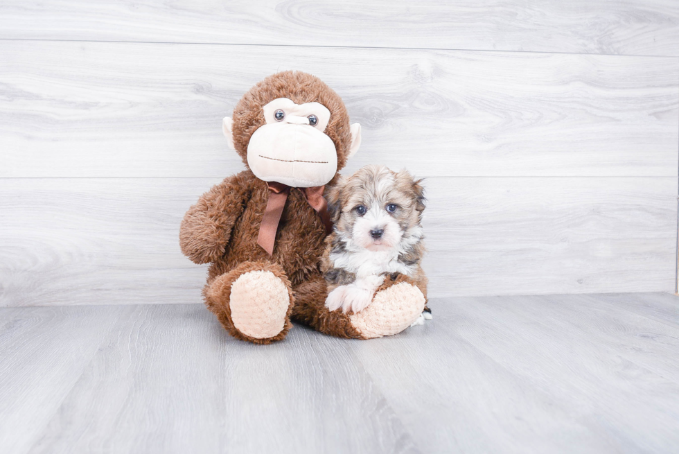 Best Havanese Baby