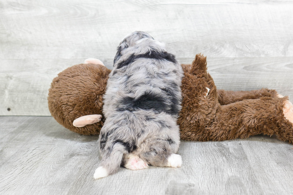 Adorable Mini Berniedoodle Poodle Mix Puppy