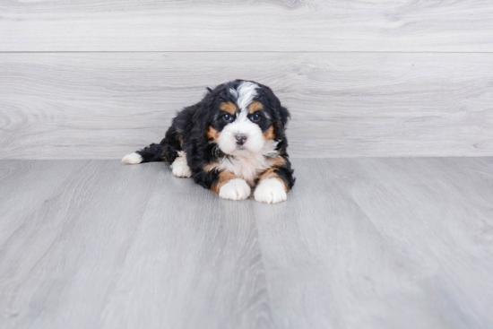 Best Mini Bernedoodle Baby