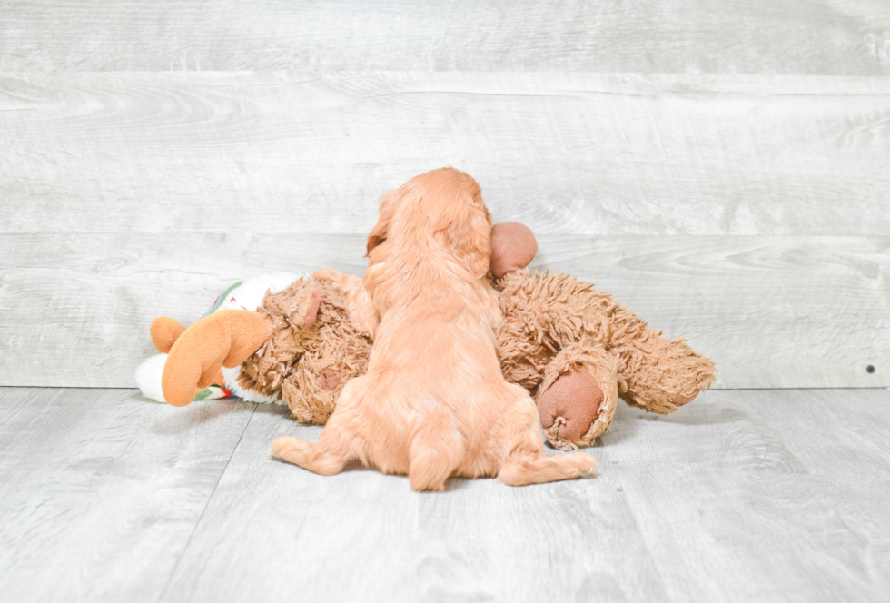 Cute Cavapoo Baby